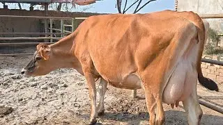 Top class cow | pure jarsi Cow for sale in Pakistan | 29/01/2026