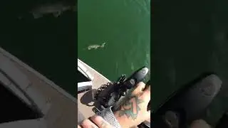 Love that clear water! #fishing #bigfish #subscribe #walleye #clearwater #lake #walleyefishing