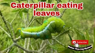 Caterpillar eating leaves