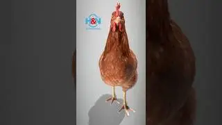 Knock Brown Nick n.14: Same breed, different egg size