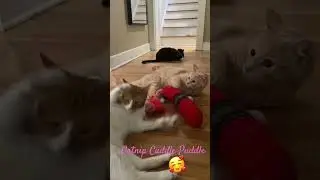 After playtime cat drogs! #catlover #pet  #cute #kitty #cat #cats #cuddle #cuddling #catnip
