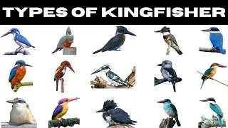 Types Of Kingfisher | Kingfishers For Kids | Kids Learning Video | #kingfisher #birds