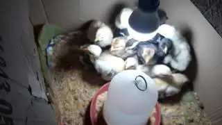 🐣mostrando os pintinhos saidos da  nossa chocadeira caseira 🐤