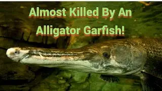 Almost Killed By An Alligator Garfish!  Real River Monster Encounter!