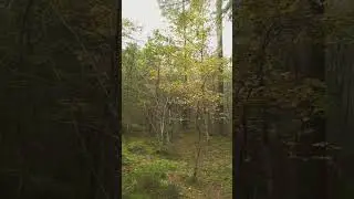 Need to recharge? Step outside... #nature #outdoors #stressrelief #scotland #shorts
