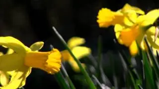 Dancing Daffodils