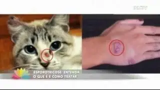 Esporotricose: Entenda o que é e como tratar