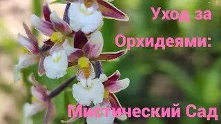 Где начинаются легенды: орхидеи для тех, кто не боится риска