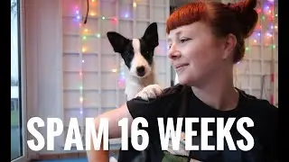 TRAINING BORDER COLLIE PUPPY SPAM 16 WEEKS – When is luring good? Agility Puppy Training.