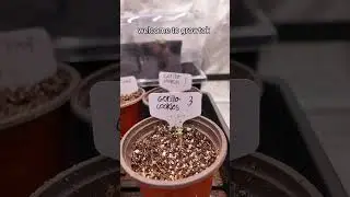 #grow #plants #plant #gardening #growing #growplants #garden