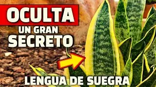 PLANTA SERPIENTE!! Revelo los SECRETOS de la LENGUA de SUEGRA o SANSEVIERIA | Beneficios y Cuidados