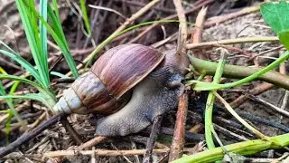 Video snail eat forest in River 