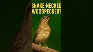 Bird Sounds for Sleep, Relaxation, Study | Real Forest Birdsong No Music | Morning Bird Chirping