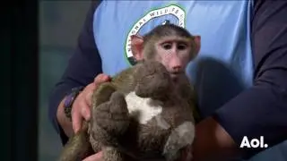 David Mizejewski Discusses Urban Wildlife Week And The 