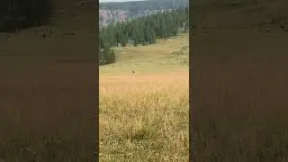 Grizzly while backcountry fishing