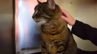 Adopt Julian & John - PEI HUMANE SOCIETY