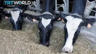 French farm produces natural gas from cow manure | Money Talks
