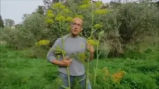 Ferula communis L. - Ferula comune