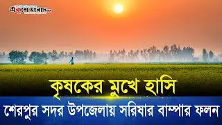 শেরপুর সদর উপজেলায় সরিষার বাম্পার ফলন, কৃষকের মুখে হাসি । Ekushey Sangbad #শেরপুরসরিষা