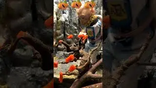 Monkey eats papaya fruit #monkey #shorts