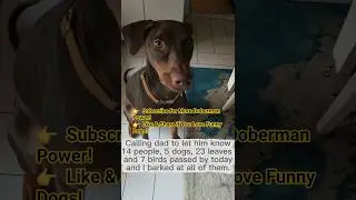Part 1📞 Calling Dad to Let Him Know&hellip; Mocha&rsquo;s Daily Boss Report! 🐶😂
