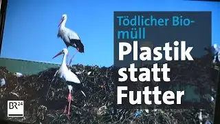T&ouml;dlicher Biom&uuml;ll: St&ouml;rche durch Plastik- und Gummiabf&auml;lle gef&auml;hrdet | Abendschau | BR24