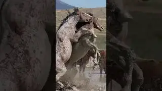 Wild Horses Fighting in the Mud #nature #wildlife #wildhorses #horse #fight #shorts #youtubeshorts
