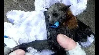 Rescuing an orphan flying-fox hanging low in a bush:  this is Tum Tum
