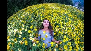 Beds of Flowers - SPRING beauty in Nepal - COVID19 Lockdown
