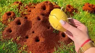 &Eacute;limine les fourmis dans le jardin en une heure !