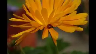 Silja Korn - Blumen und Bienen im Mai
