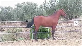 v / Miliki torreluna