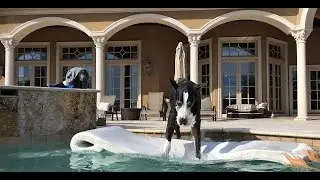 Funny Great Dane jumps on to her pool floatie