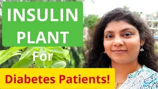 Insulin Plant [Health benifits for Diabetes Patients] | Kamal Sehgal Sood