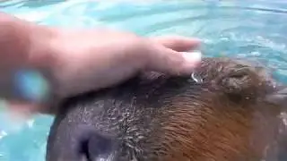 Capybara Spin
