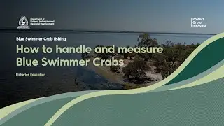Mandurah Blue Swimmer Crabs - How to handle and measure