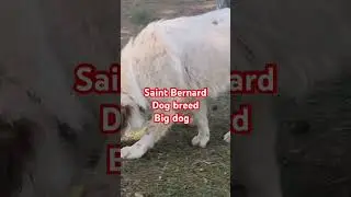 The big dog St. Bernard in town #viral #life #greece  #shorts #doglover #dog#dogbreeding#bigdogbreed