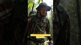 Berburu Ratusan Burung Pergam #hunting #burung #berburupergam