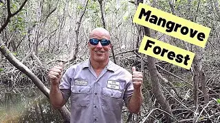 Mangrove forests in Tampa Bay and mangrove ecosystems in Florida.