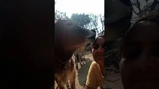 Hye Ram 🥰 💞 #cow #premanandjipravachan #funny #comedyfilms #comedymovies 31 December 2025