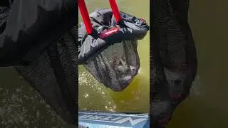 Filled the thump net with crappie