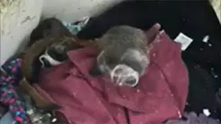 Dallas Zoo: Missing monkeys found, video of person of interest released