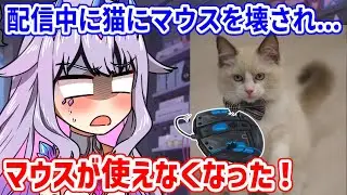 ビブー家に2匹目の猫、Cat Wickがやってきた！早速配信中にマウスを壊され、配信が止められなくなるビブー【ホロライブ切り抜き/古石ビジュー/Koseki Bijou】
