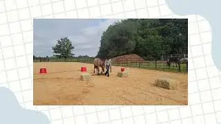 Avery Jacobs - Young Horse Development Program 2025 - In Hand Trail Video