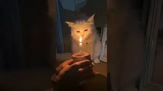 Celebrate with Me! Fun Cat Birthday Party Ideas 🎉🐾
