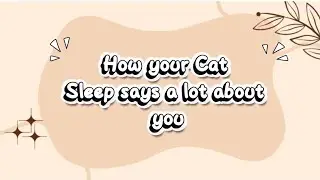 HOW YOUR CAT SLEEP SAYS A LOT ABOUT YOU!