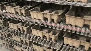 dry pressed molded pulp tray packaging