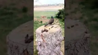 COOL! GRACKLES Male And Female Together I HAD NEVER SEEN THEM TOGETHER LOOK! At The DIFFERENCE