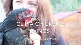 How to Clip a Chicken's Wings so it Doesn't Fly Away
