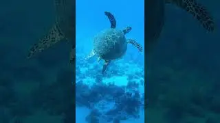Cleopatra Luxury Resort Makadi Bay Snorkeling Part II